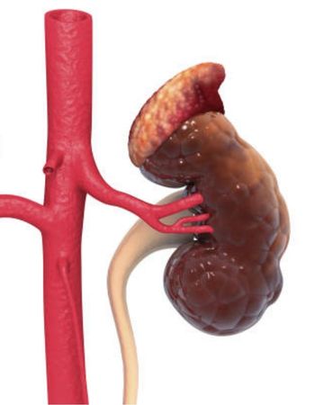 AYURVEDIC KIDNEY TREATMENT IN FAIZABAD